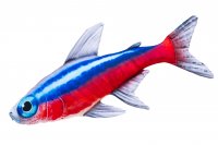 Gabyfishpillows - Kuscheltier - Neonfisch - 50 cm