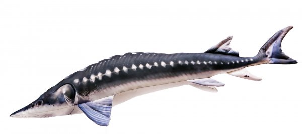 Gabyfishpillows - Kuscheltier - Europäischer Stör - 125 cm
