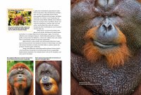 Kinderbuch - Entdecke die Menschenaffen - Gorilla, Orang-Utan & Co. (36)