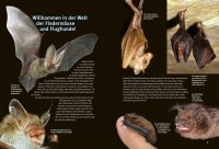 Kinderbuch - Entdecke die Fledermäuse (6)