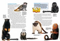 Kinderbuch - Entdecke Affen und Lemuren (59)