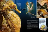 Kinderbuch - Entdecke das Korallenriff (5)