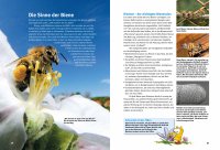 Kinderbuch - Entdecke die Bienen (50)