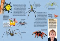 Kinderbuch - Entdecke die Spinnen (2)