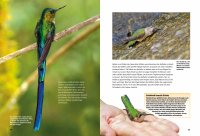 Kinderbuch - Entdecke die Kolibris (21)