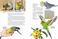 Kinderbuch - Entdecke die Papageien (12)