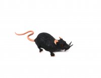 Stretch Ratte schwarz
