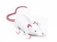 Stretch Ratte weiß