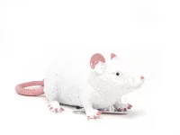 Stretch Ratte weiß