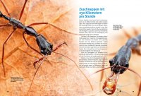 Kinderbuch - Entdecke die Ameisen (51)